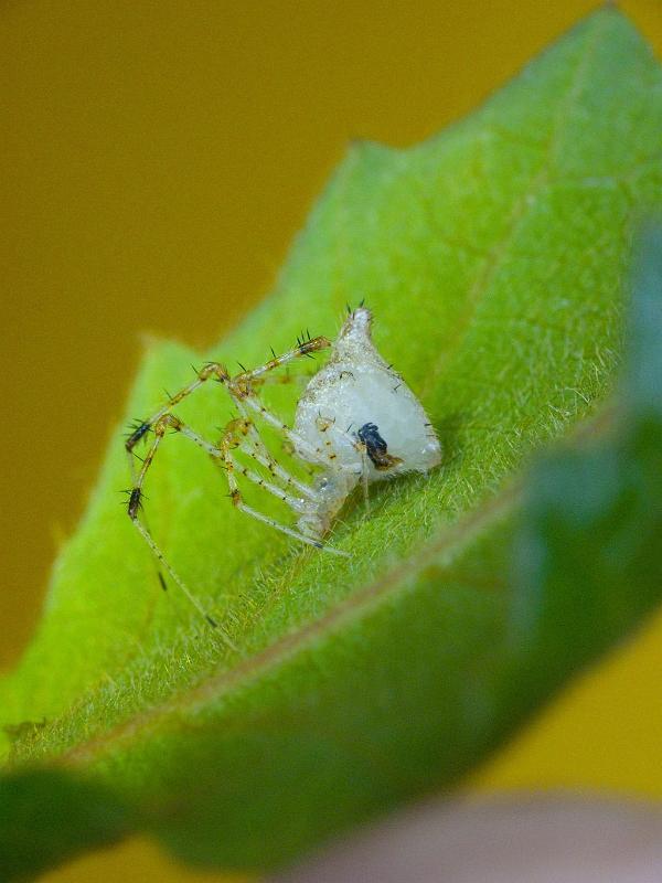 Chrysso_pulcherrima_D6250_Z_89_Brisbane_Australie.jpg