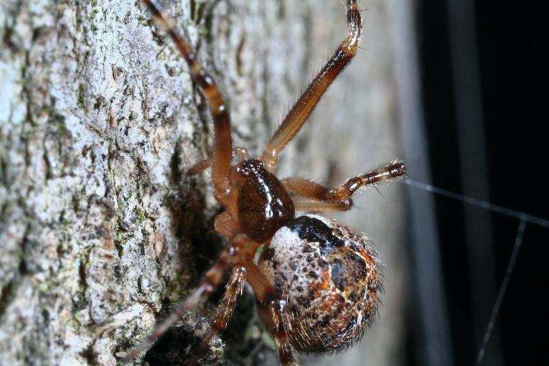 Cryptachaea_veruculata_D5804_Z_84_Perth_Australie.jpg