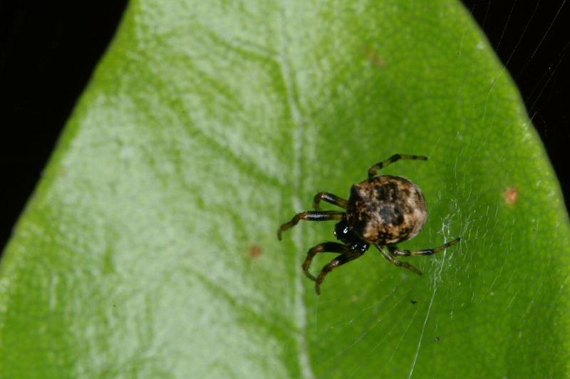 Cyclosa_ZZ631_D4157_Z_83_Nudgee_Australie.jpg