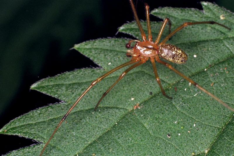 Enoplognatha_mordax_F0181_Z_80_Waterleidingduinen_Nederland.jpg