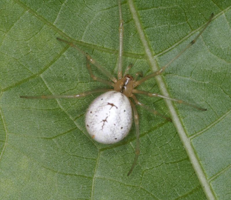 Enoplognatha_ovata_D3078_Z_82_Ooij_Nederland.jpg