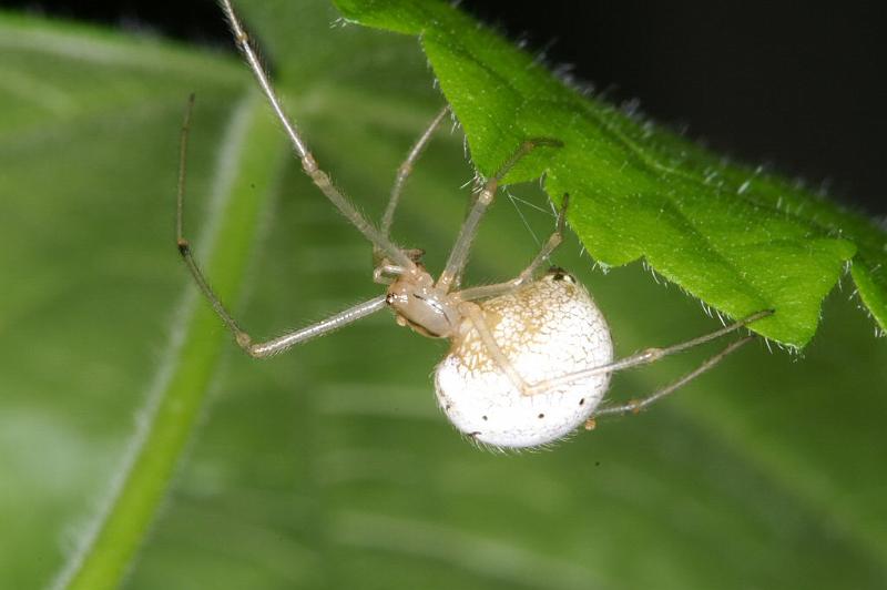 Enoplognatha_ovata_D3081_Z_80_Ooij_Nederland.jpg