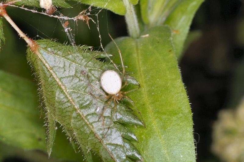 Enoplognatha_ovata_D3807_Z_87_Badhoevedorp_Nederland.jpg