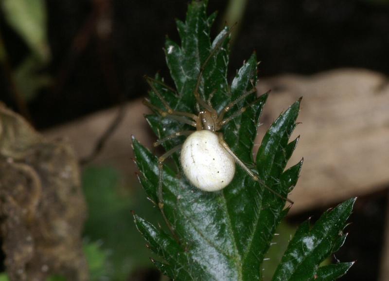 Enoplognatha_ovata_D3808_Z_89_Badhoevedorp_Nederland.jpg