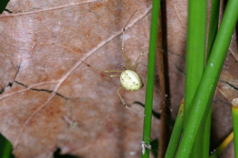 Enoplognatha_ovata_D4459_Z_81_Belversven_Nederland.jpg