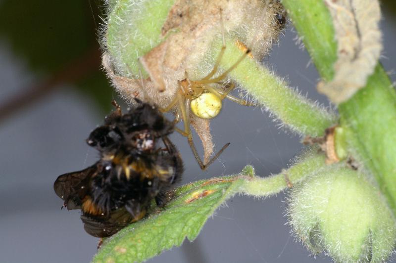 Enoplognatha_ovata_D4490_Z_88_Badhoevedorp_Nederland.jpg