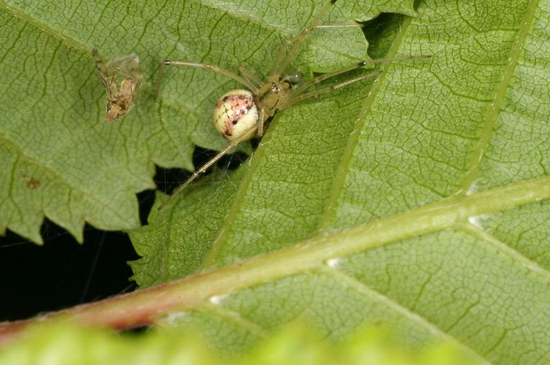 Enoplognatha_ovata_D4811_Z_85_-_Frankrijk.jpg