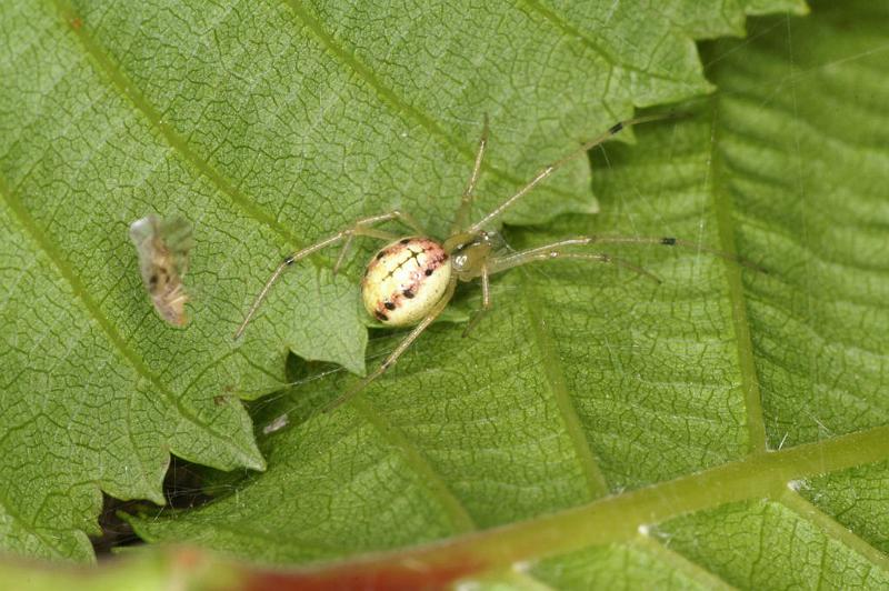 Enoplognatha_ovata_D4812_Z_90_-_Frankrijk.jpg