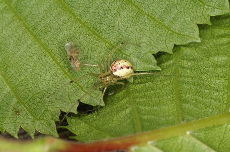 Enoplognatha_ovata_D4813_Z_90_-_Frankrijk.jpg