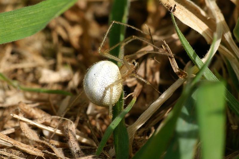 Enoplognatha_ovata_D5826_Z_88_Badhoevedorp_Nederland.jpg