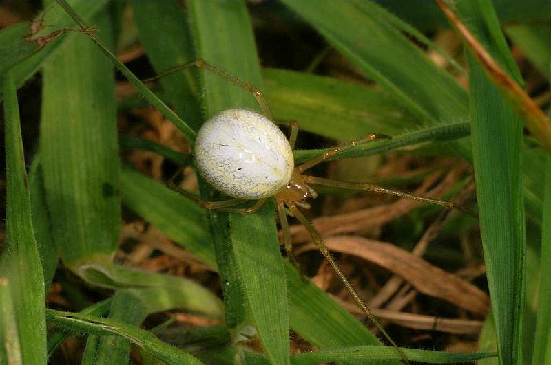 Enoplognatha_ovata_D5827_Z_89_Badhoevedorp_Nederland.jpg