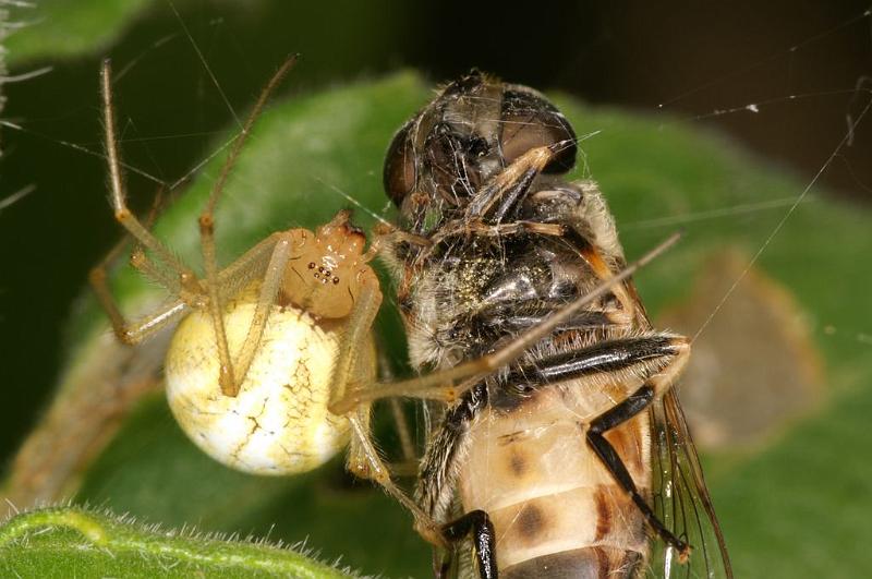 Enoplognatha_ovata_D5831_Z_90_Badhoevedorp_Nederland.jpg