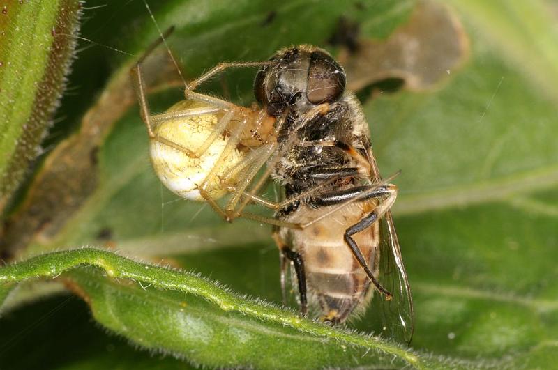 Enoplognatha_ovata_D5832_Z_90_Badhoevedorp_Nederland.jpg