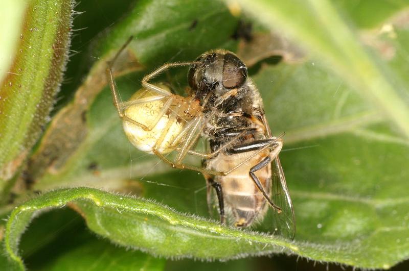 Enoplognatha_ovata_D5833_Z_89_Badhoevedorp_Nederland.jpg