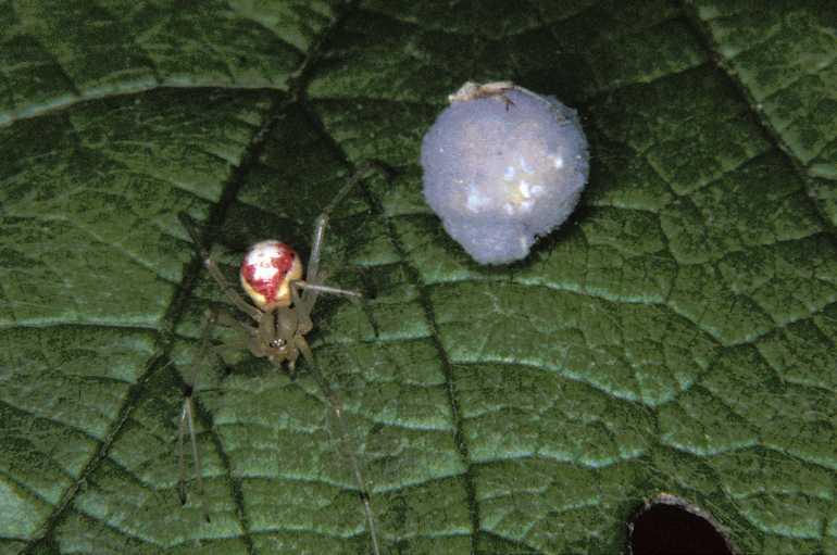 Enoplognatha_ovata_P1023_Z_87_Badhoevedorp_Nederland.jpg