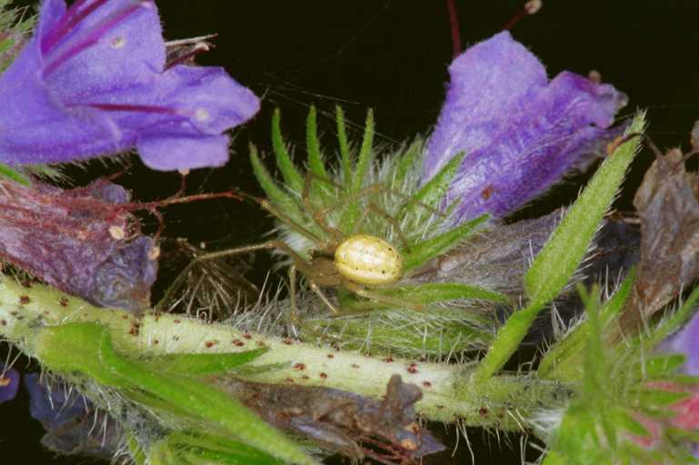 Enoplognatha_ovata_RF0578_Z_82_Daintree-Giru_Australie.jpg