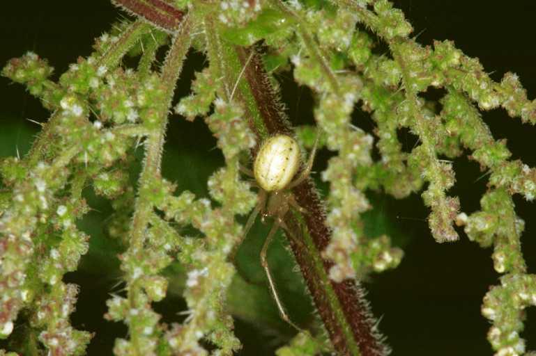 Enoplognatha_ovata_RF0580_Z_80_Daintree-Giru_Australie.jpg