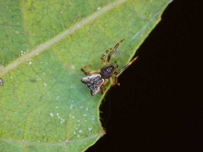 Episinus_ZZ272_D6424_D_89_Brisbane_Australie.jpg