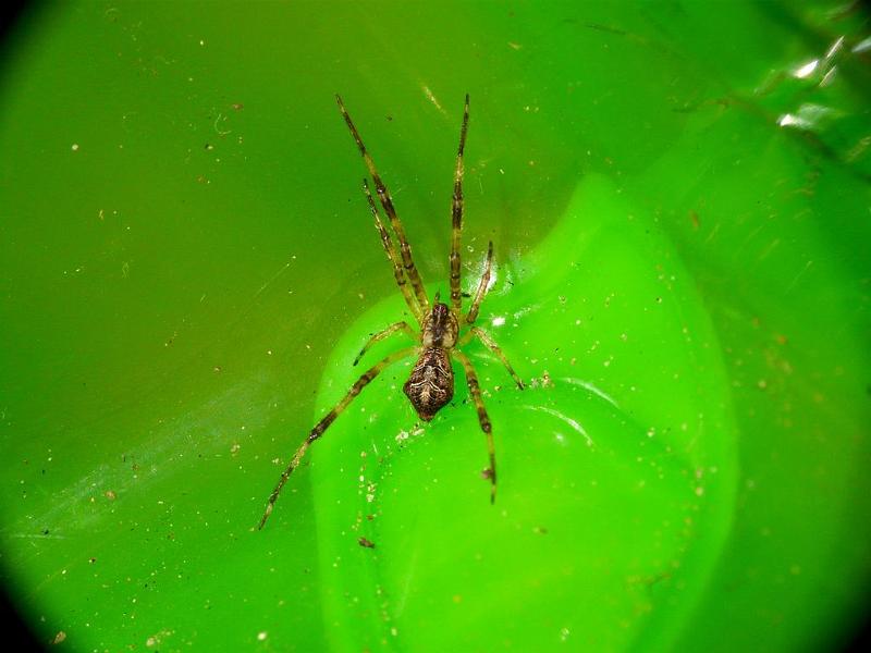 Episinus_ZZ548_D6816_Z_89_Brisbane_Australie.jpg