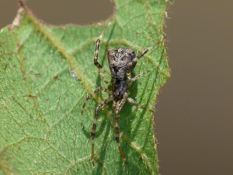 Episinus_ZZ548_D6848_Z_90_Brisbane_Australie.jpg