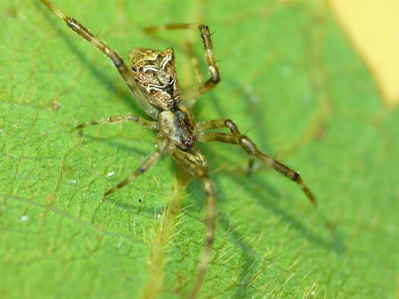 Episinus_ZZ548_D6920_Z_89_Brisbane_Australie.jpg