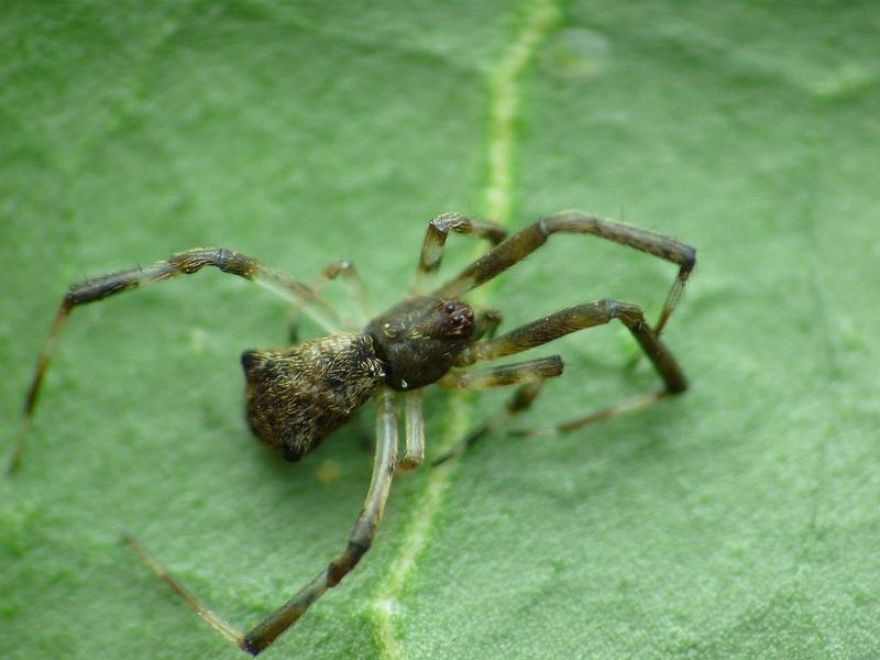 Episinus_bicornis_D6787_D_86_Brisbane_Australie.jpg