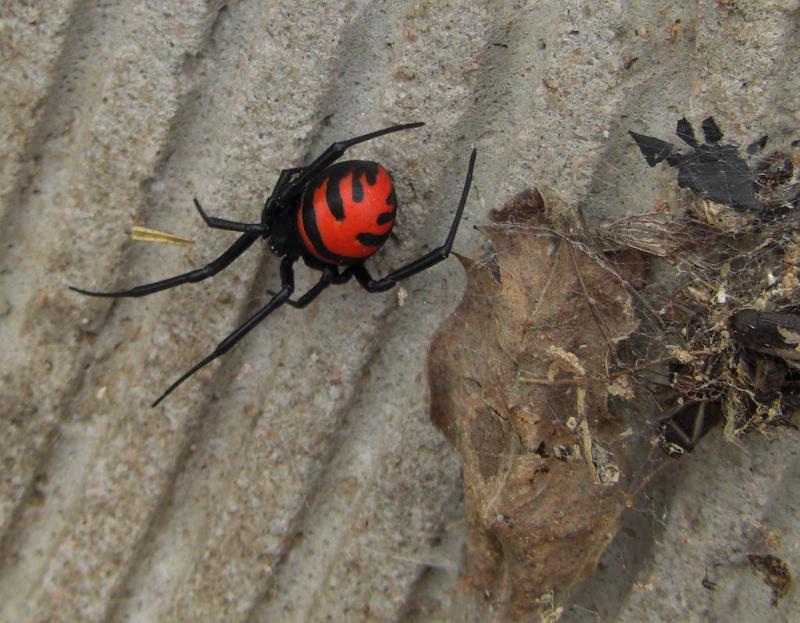 Latrodectus_ZZ438_D5927_Z_90_-_-.jpg