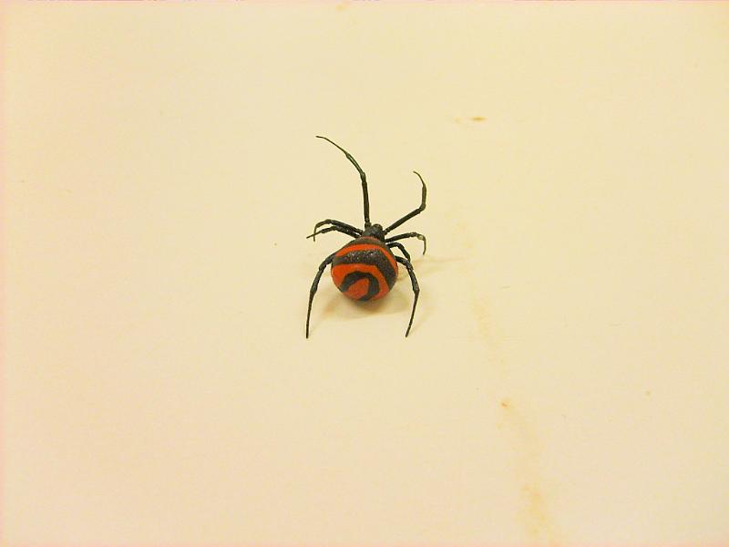 Latrodectus_ZZXYX_D4513_Z_75__.jpg