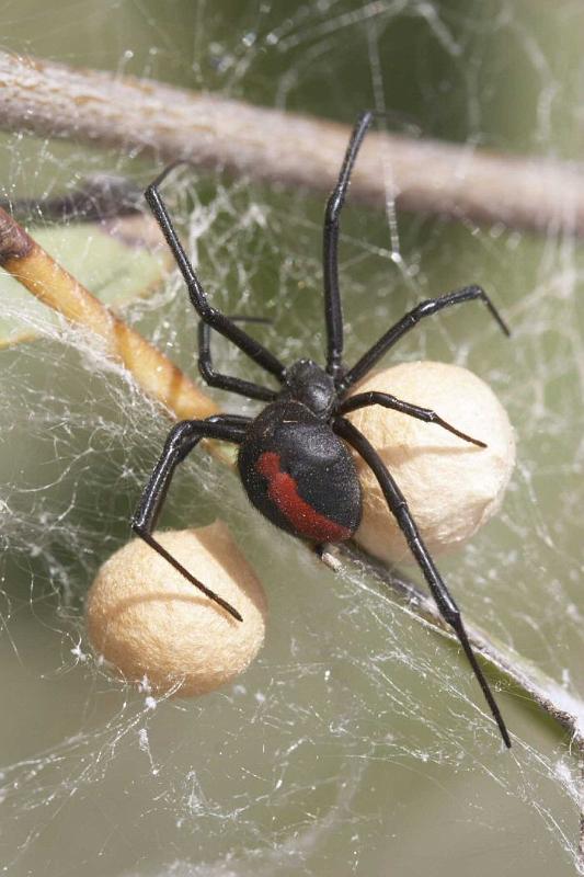 Latrodectus_hasselti_D2749_Z_85_-_Australie.jpg