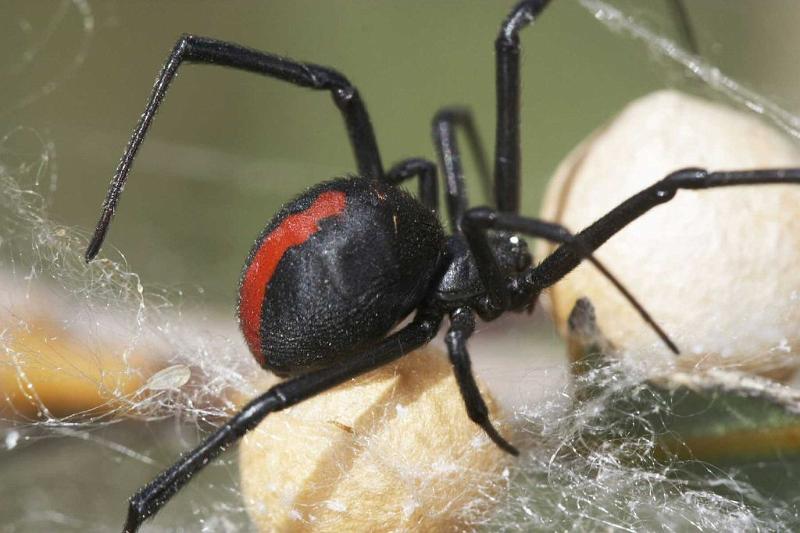 Latrodectus_hasselti_D2750_Z_84_-_Australie.jpg