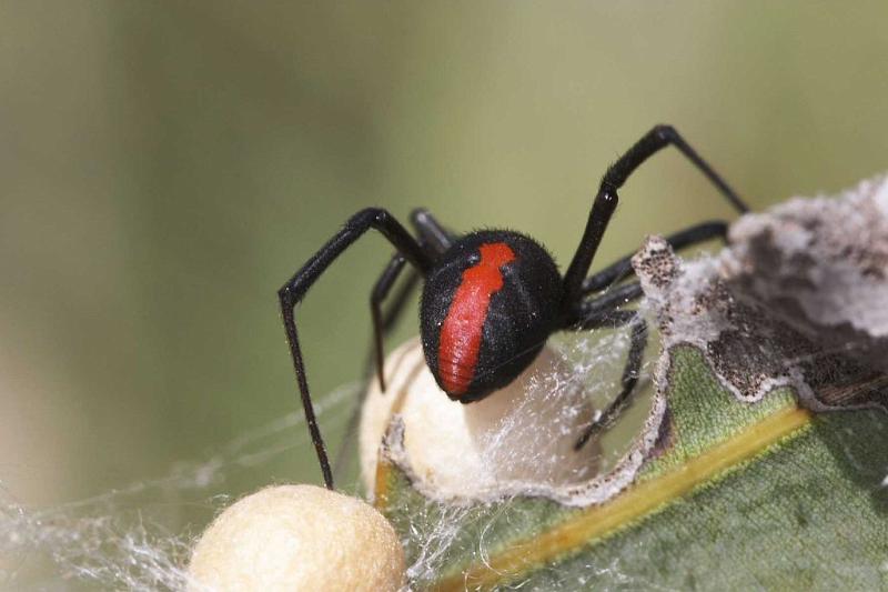 Latrodectus_hasselti_D2752_Z_80_-_Australie.jpg