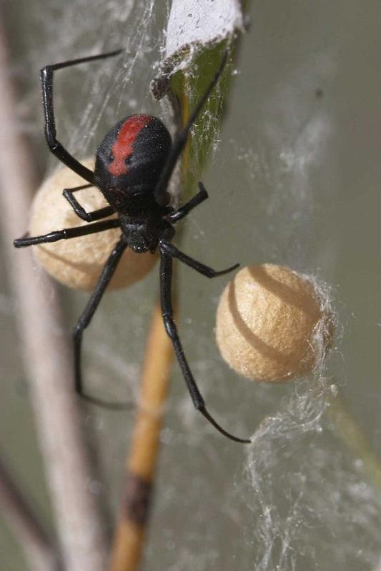 Latrodectus_hasselti_D2753_Z_85_-_Australie.jpg