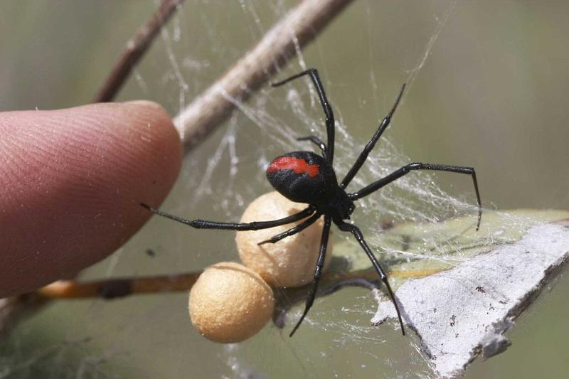 Latrodectus_hasselti_D2755_Z_86_-_Australie.jpg