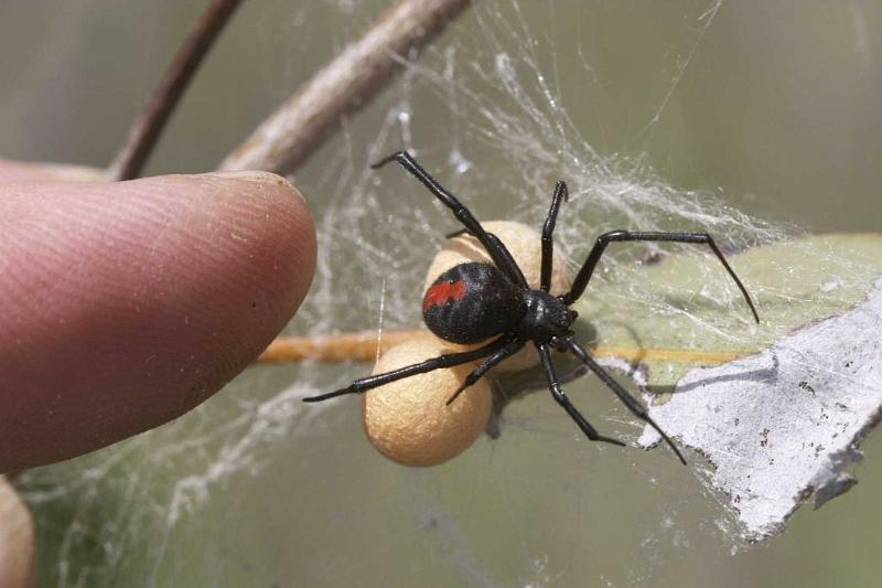 Latrodectus_hasselti_D2756_Z_87_-_Australie.jpg