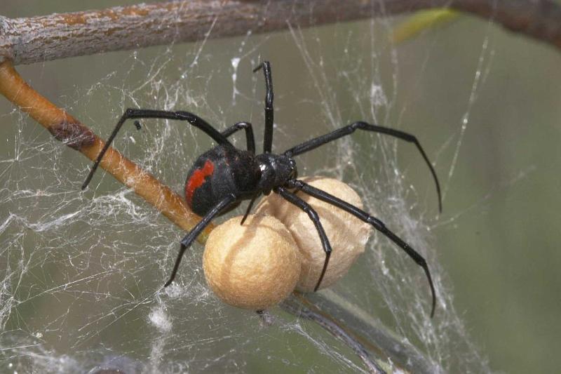 Latrodectus_hasselti_D2757_Z_88_-_Australie.jpg