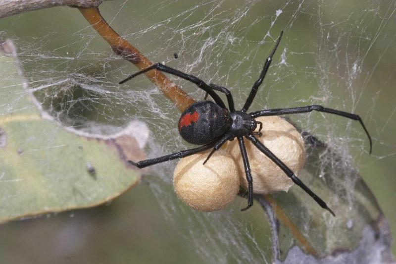 Latrodectus_hasselti_D2759_Z_89_-_Australie.jpg