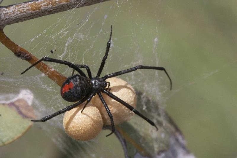 Latrodectus_hasselti_D2760_Z_88_-_Australie.jpg