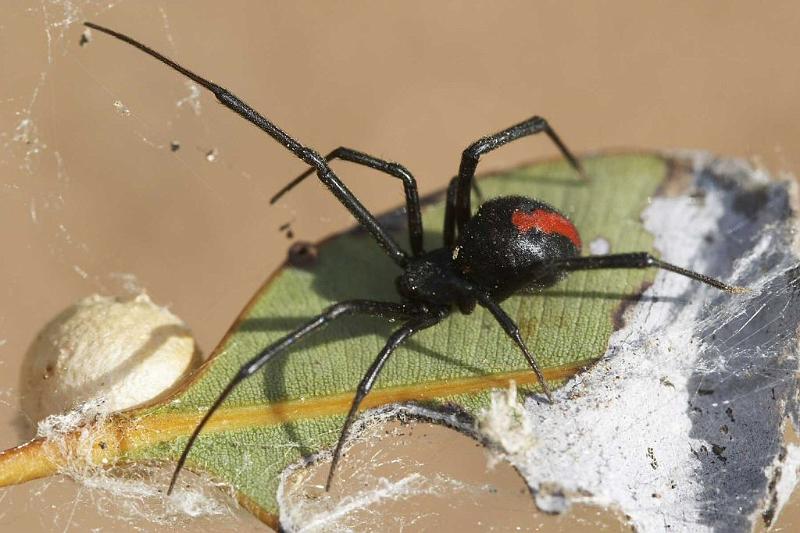 Latrodectus_hasselti_D2763_Z_88_-_Australie.jpg