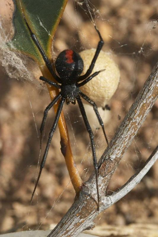 Latrodectus_hasselti_D2764_Z_86_-_Australie.jpg