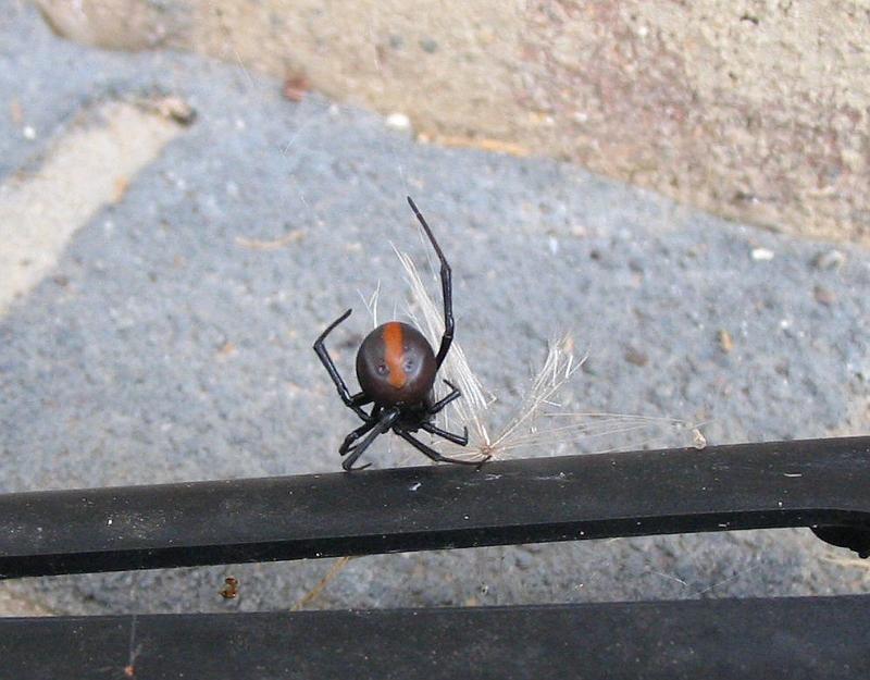 Latrodectus_hasselti_D3134_Z_85_Sydney_Australie.jpg