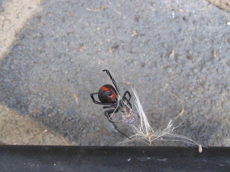 Latrodectus_hasselti_D3135_Z_84_Sydney_Australie.jpg