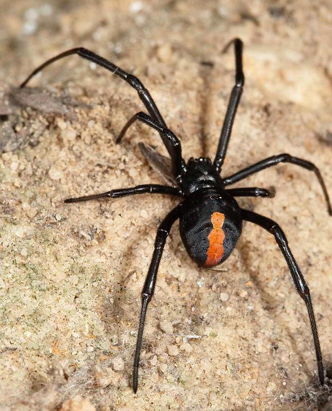 Latrodectus_hasselti_D3990_Z_88_Sydney_Australie.jpg