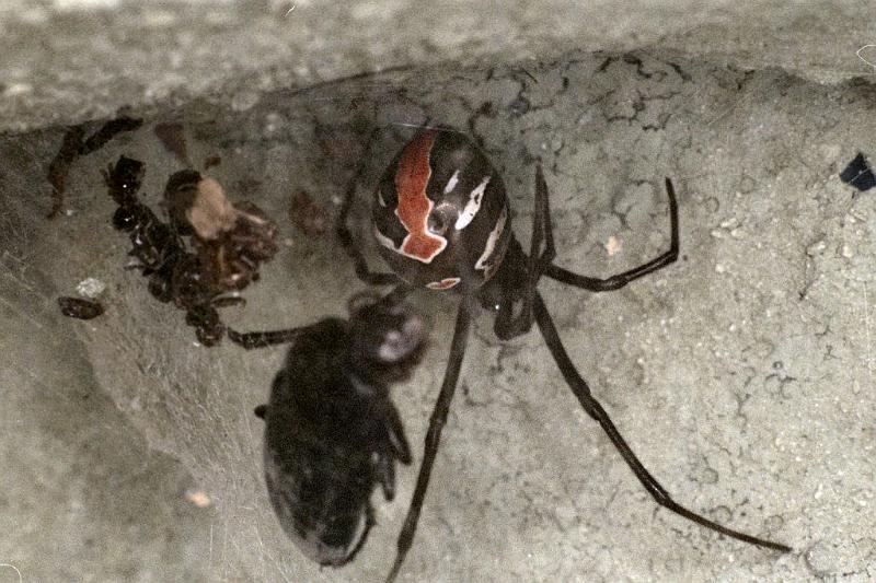 Latrodectus_hasselti_F0381_Z_75_Brisbane_Australie.jpg