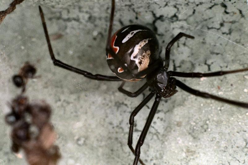 Latrodectus_hasselti_F0382_Z_75_Brisbane_Australie.jpg