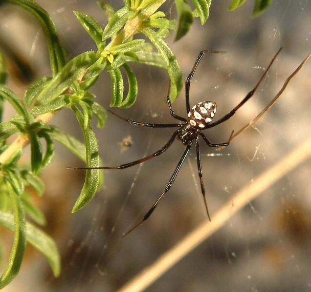 Latrodectus_tredecimguttatus_D3305_Z_88_-_-.jpg