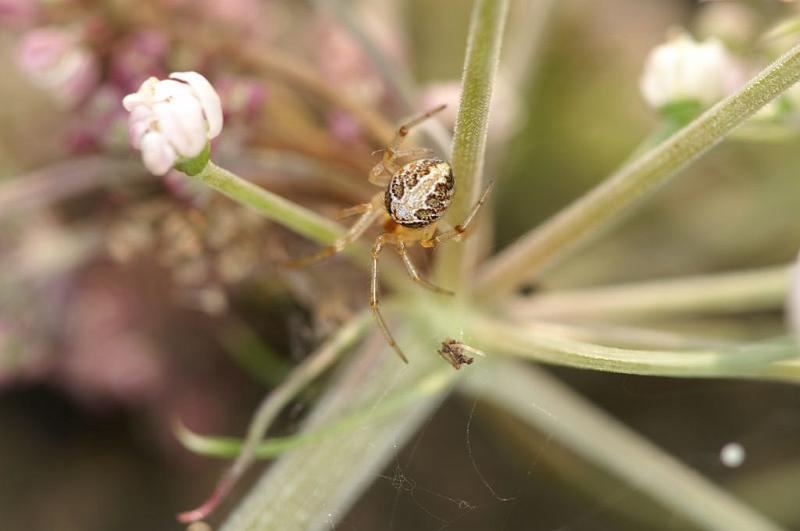 Neottiura_bimaculata_D3874_Z_82_Kaaihoeve_Belgie.jpg