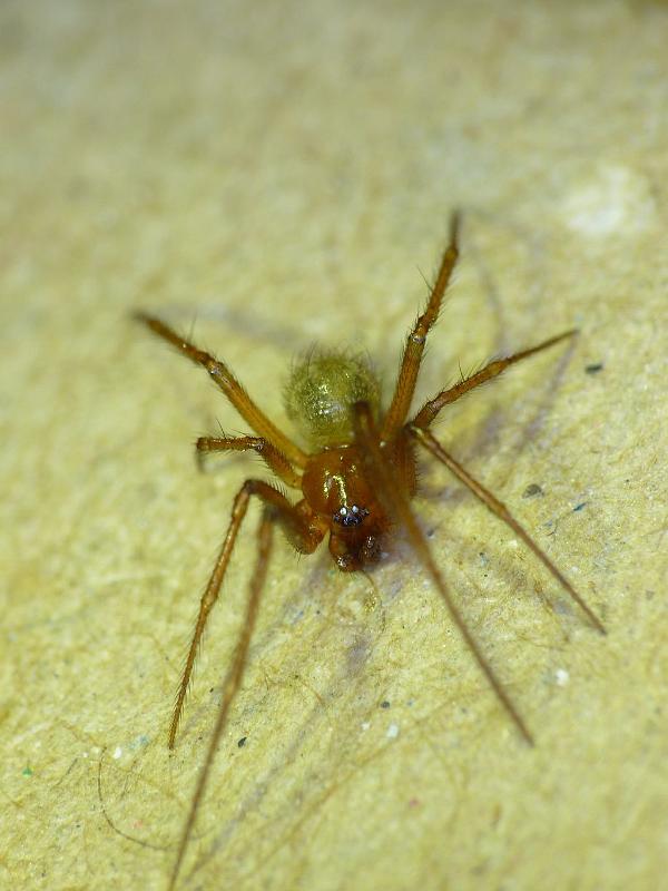 Nesticodes_rufipes_D6310_Z_88_Brisbane_Australie.jpg