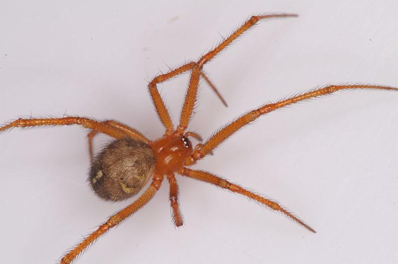 Nesticodes_rufipes_D8074_Z_89_Brisbane_Australie.jpg