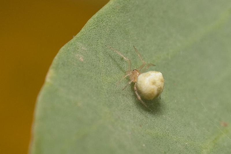 Paidiscura_orotavensis_D5904_Z_85_Tenerife_Spanje.jpg