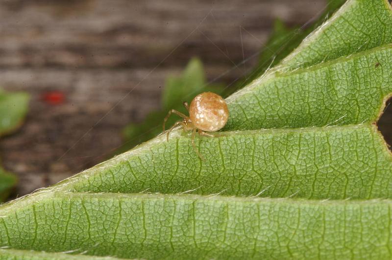 Paidiscura_pallens_D4815_Z_89_-_Frankrijk.jpg